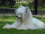CHIEN NU CHINOIS 293